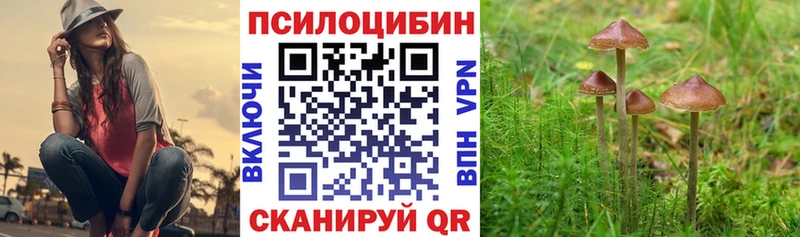 закладка Кущёвская Псилоцибиновые грибы Magic Shrooms